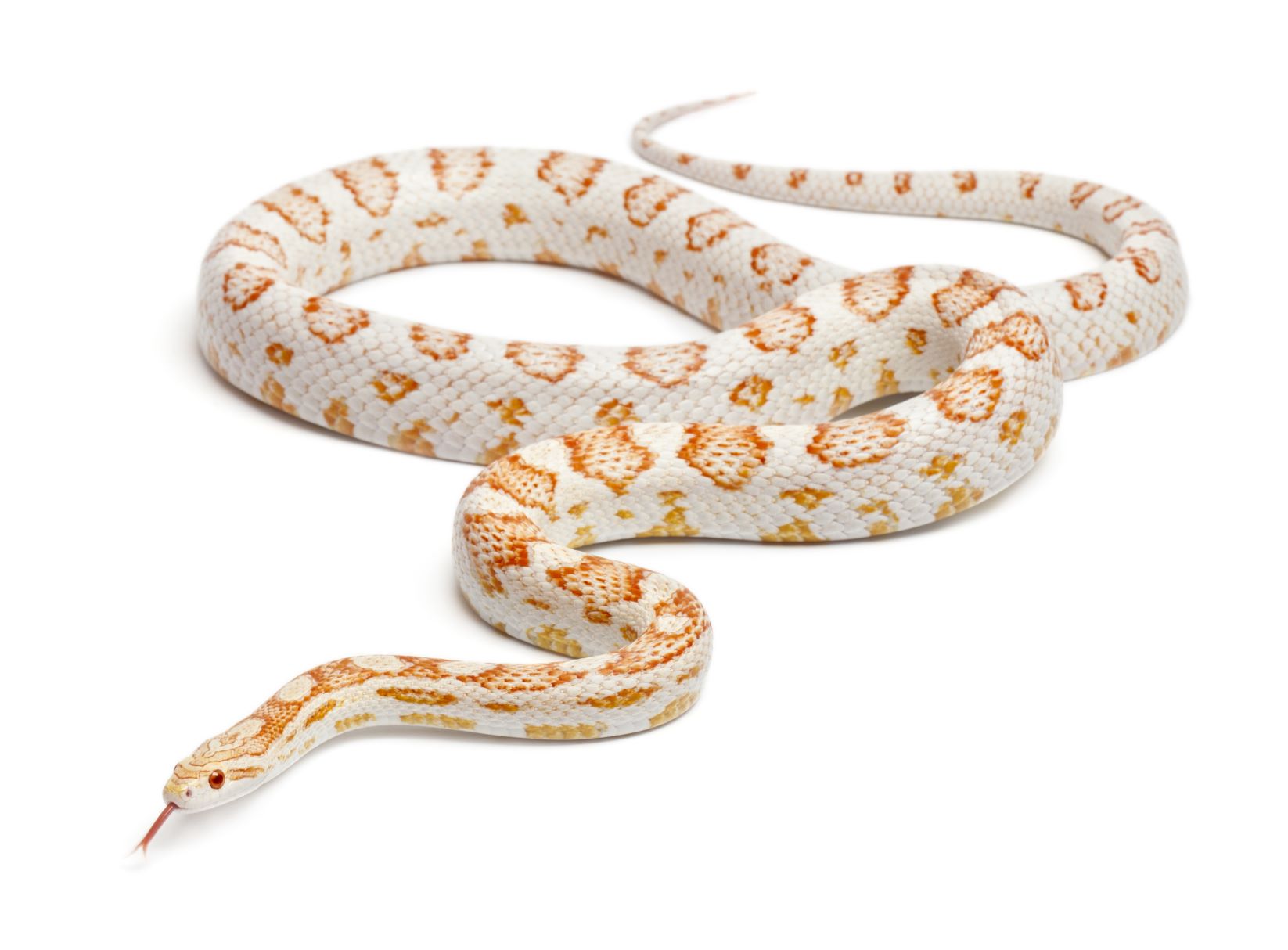 NewPests > Corn snake High risk